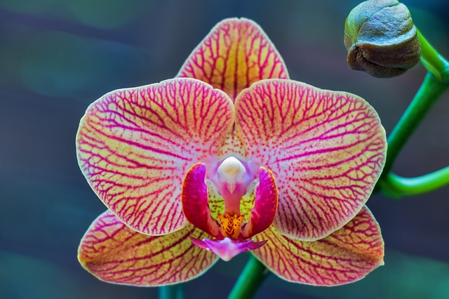 orchidej phalaenopsis
